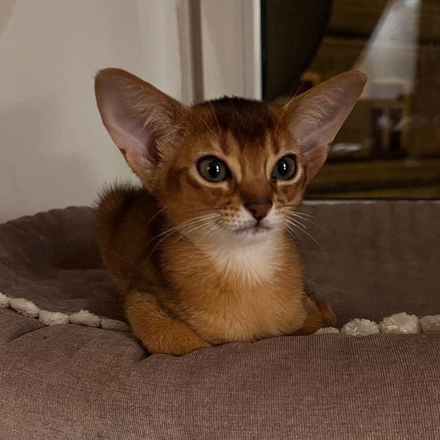 Abyssinians Kittens – Paw Kittens
