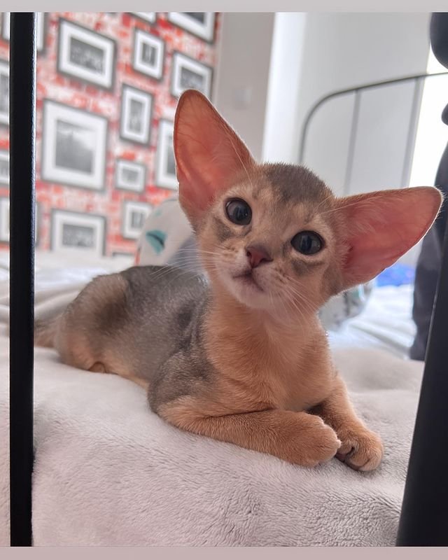 Abyssinians Kittens – Paw Kittens