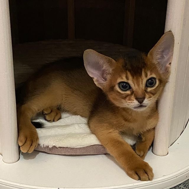 Abyssinians Kittens – Paw Kittens